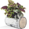 SURREAL 16.5" Horizontal Birch Planter 2